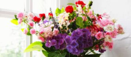 BLOG GRANDE INTERNO_FLORES E SIGNOS BLOG GRANDE INTERNO_FLORES E SIGNOS