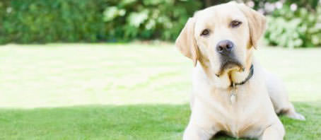 BLOG GRANDE INTERNO_SE SEU CACHORRO FOSSE PROFESSOR