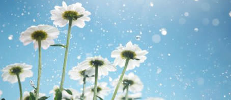 BLOG GRANDE INTERNO_O SIGNIFICADO DE ALGUMAS FLORES