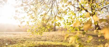 BLOG GRANDE INTERNO_A SIMBOLOGIA DAS ARVORES E PLANTAS