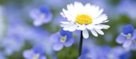 BLOG GRANDE INTERNO_SIMBOLOGIA DAS FLORES