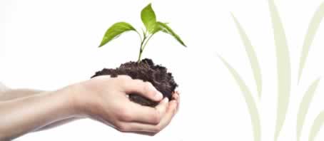 BLOG GRANDE INTERNO_AS PLANTAS TAMBEM SENTEM