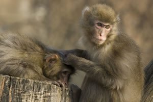 centesimo_macaco