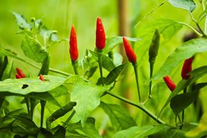 pimenta