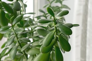 planta-jade